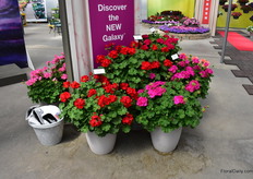 Some of the colors in the Geranium Galaxy of Ball FloraPlant.